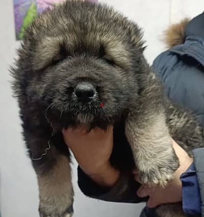 Caucasian shepherd puppy boy from Russia