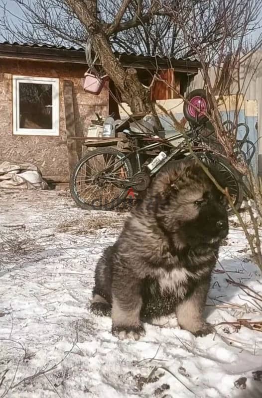 Caucasian shepherd puppy boy from Russia 1