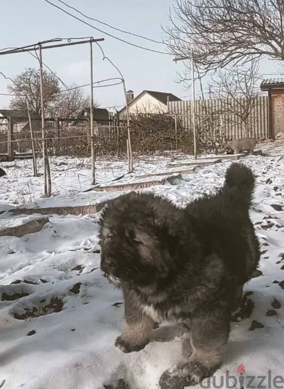 Caucasian shepherd puppy boy from Russia 2