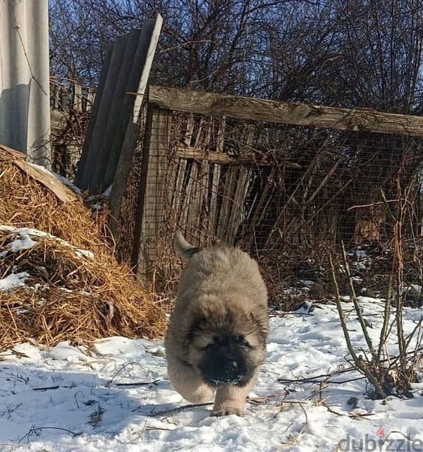 Caucasian shepherd puppy boy from Russia 4