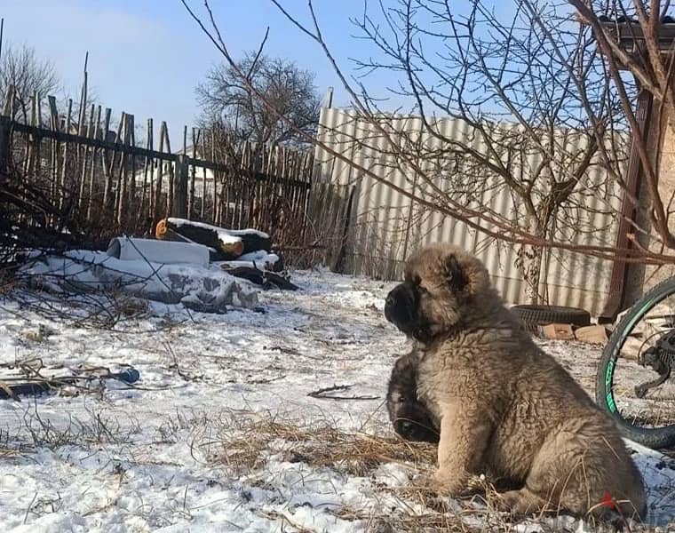 Caucasian shepherd puppy boy from Russia 5