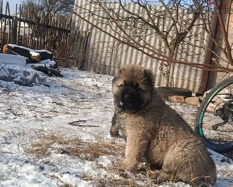 Caucasian shepherd puppy boy from Russia 6