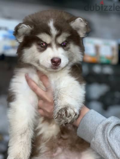 brown husky male