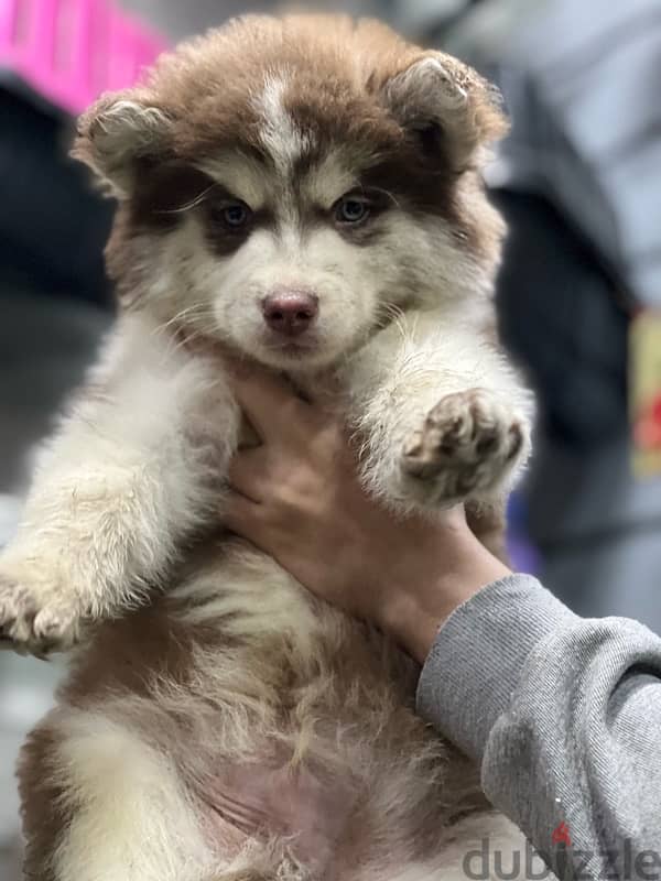 brown husky male 1