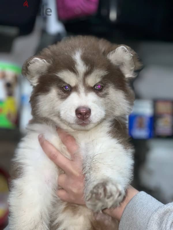 brown husky male 2