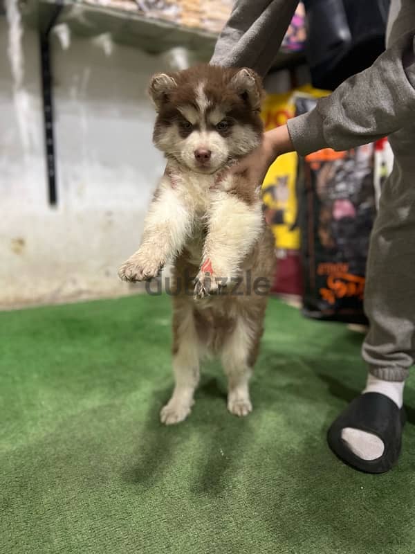 brown husky male 3