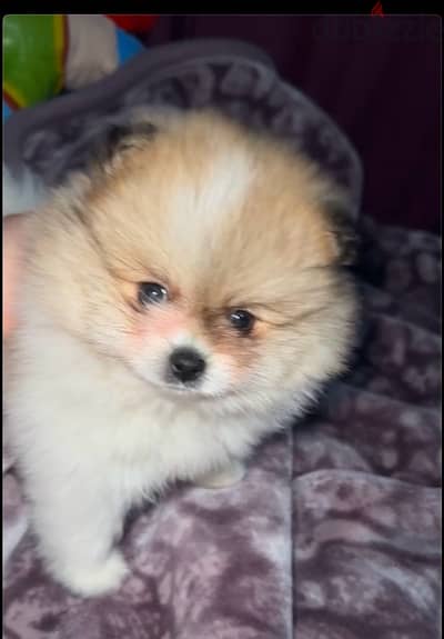 mini Pomeranian