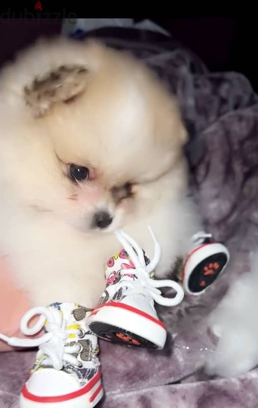 mini Pomeranian 2