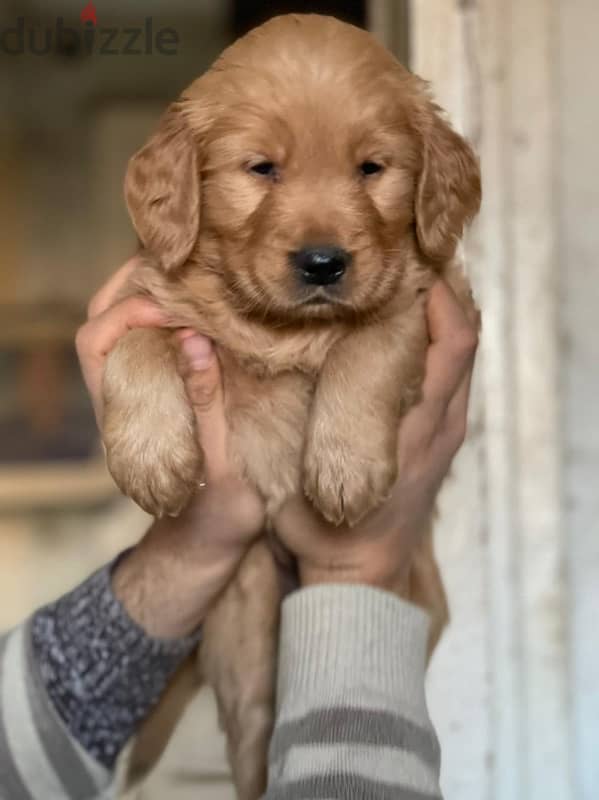 golden retriever puppy 0