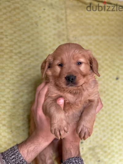 golden retriever puppy