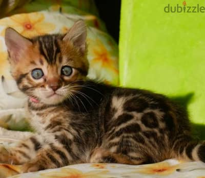 Pure bred female bengal kitten for sale