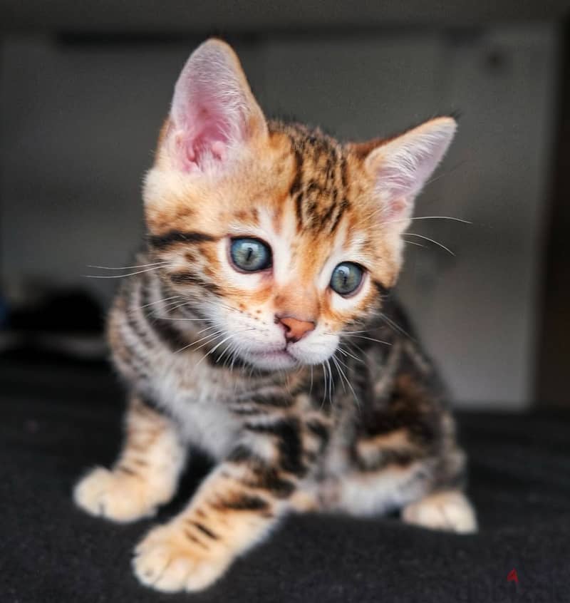 Pure bred female bengal kitten for sale 1