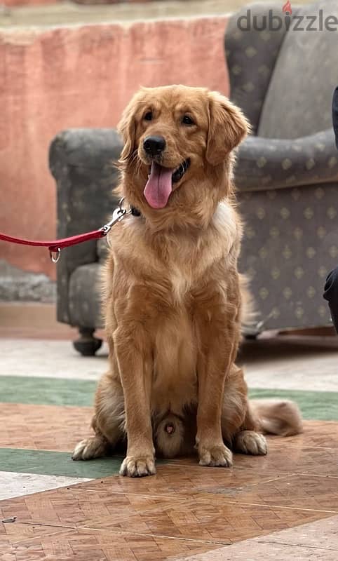 GoldenRetrivar 3