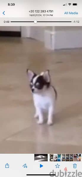 شيواوا شورت هير ابل هيد chihuahua apple head short hair