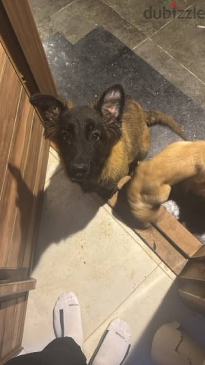 Malinois مالينو