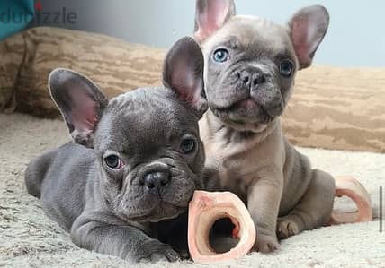 french bulldog puppies فرنش بولدوج