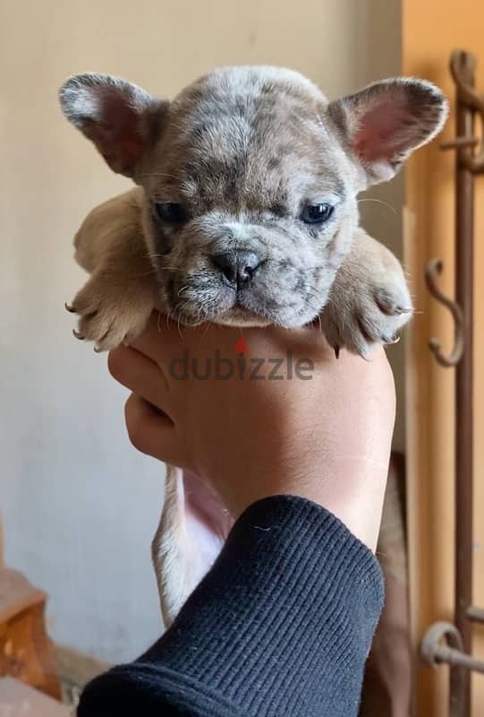 french bulldog puppies فرنش بولدوج 1