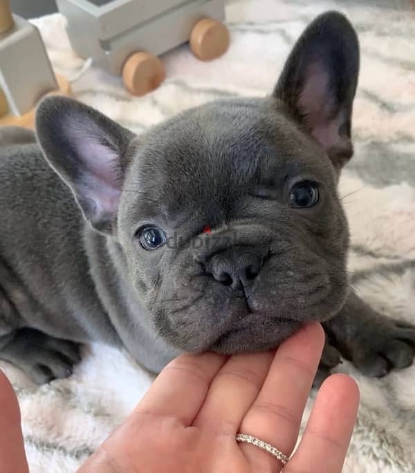 french bulldog puppies فرنش بولدوج 2