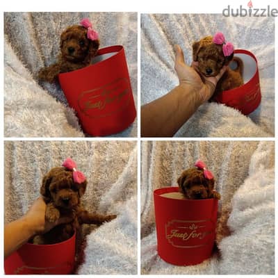 Toy poodle female Dark red