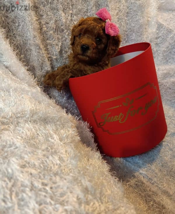 Toy poodle female Dark red 1