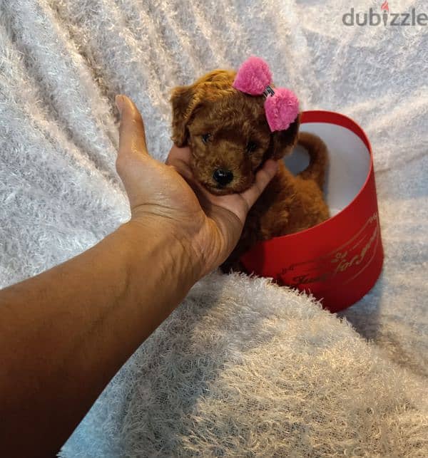 Toy poodle female Dark red 2