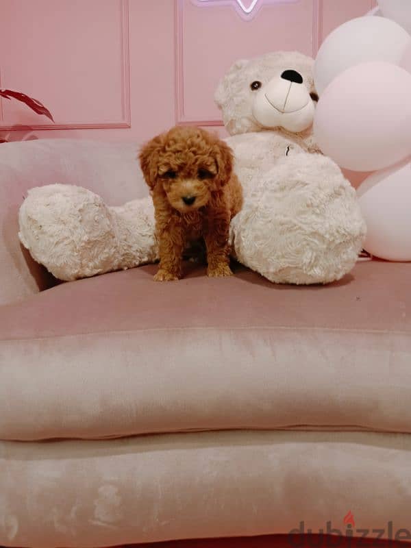 Toy poodle بودل 3