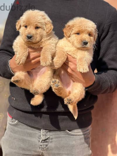 golden retriever puppies كلاب جولدن