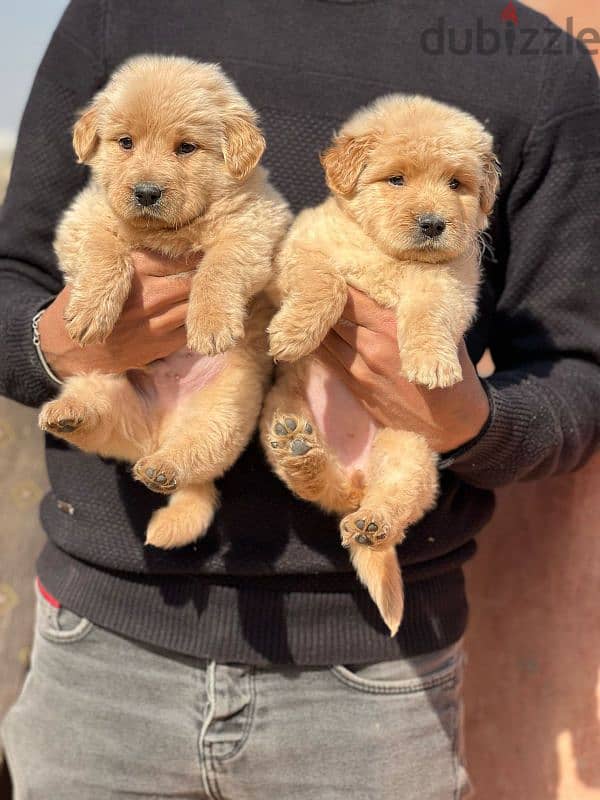 golden retriever puppies كلاب جولدن 1