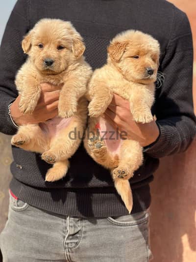 golden retriever puppies كلاب جولدن