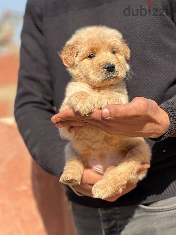 golden retriever puppies كلاب جولدن 3