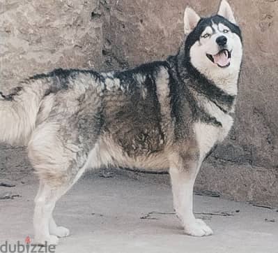 male husky pure