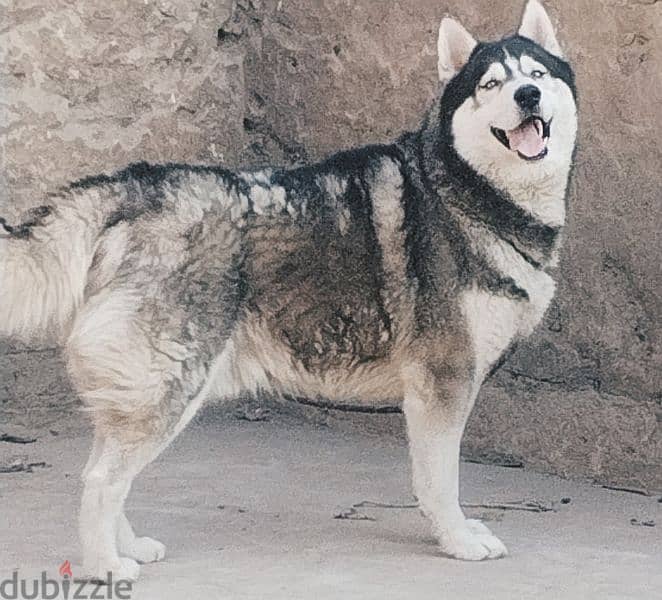 male husky pure 0