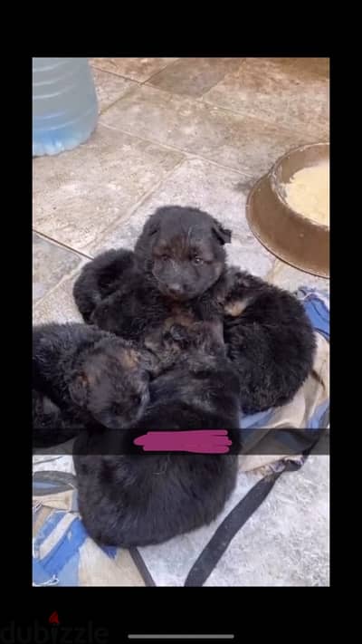 German puppies for sale