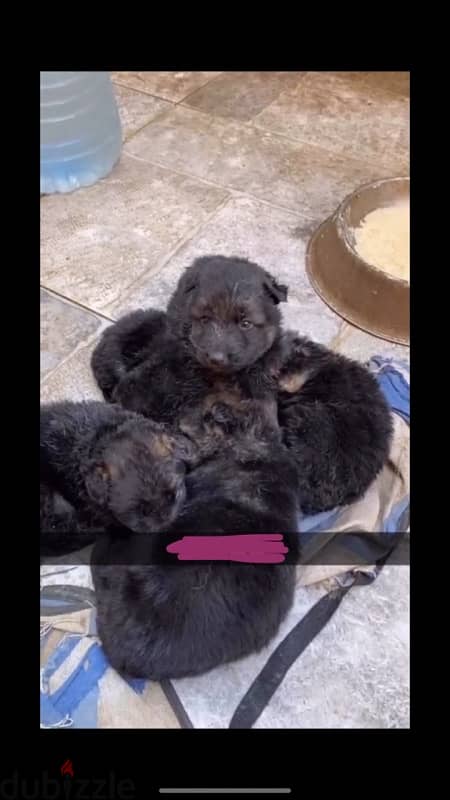 German puppies for sale 0