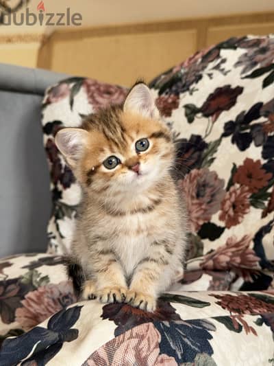 Baby scottish  straight tabby