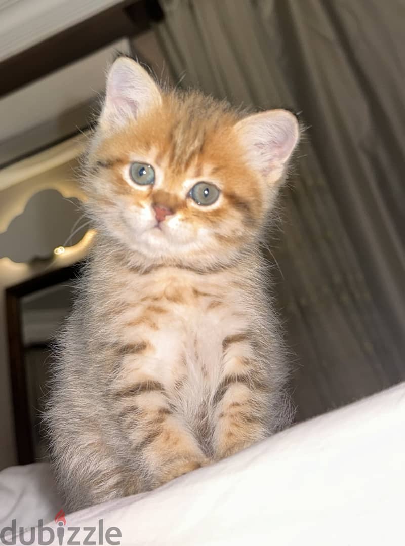 Baby scottish  straight tabby 1