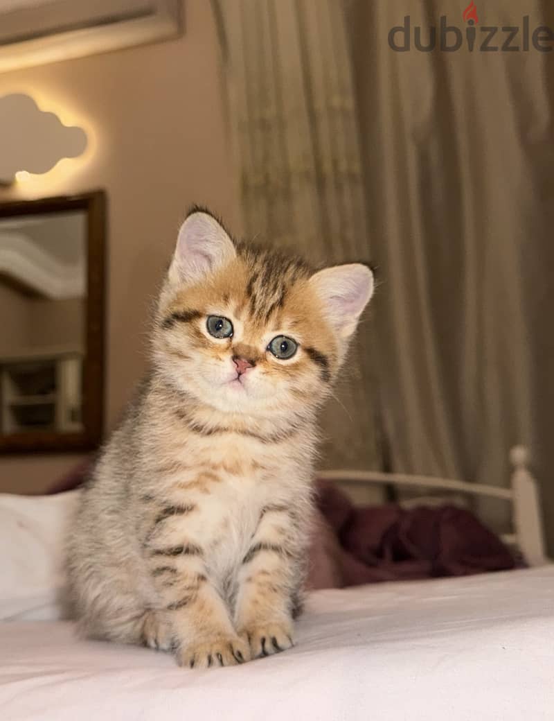 Baby scottish  straight tabby 2