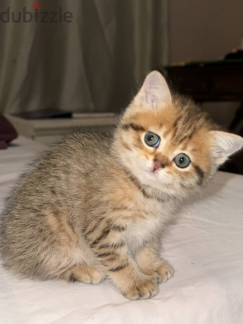 Baby scottish  straight tabby 3