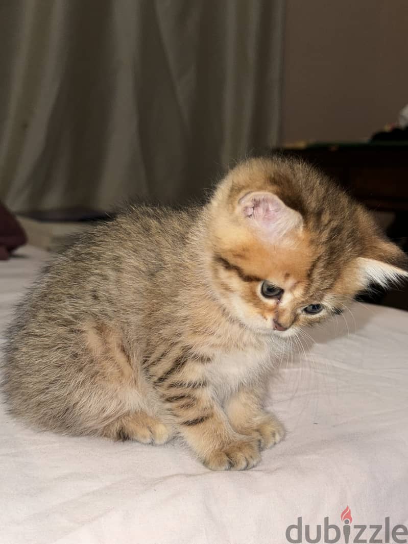 Baby scottish  straight tabby 4