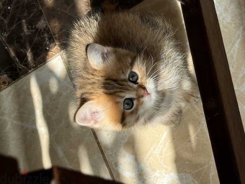 Baby scottish  straight tabby 5