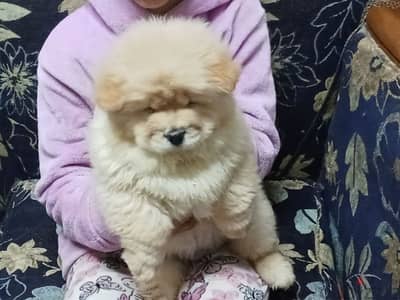 chow chow تشاو اتشاو مواصفات عالميه اهالى مستوردين شاو