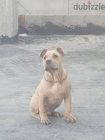 cane Corso