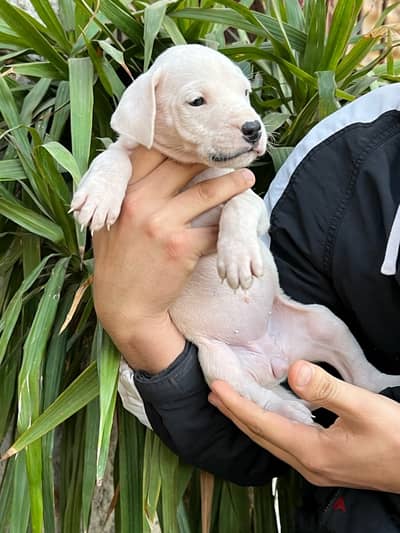 dogo argentino دوجو ارچنتينو