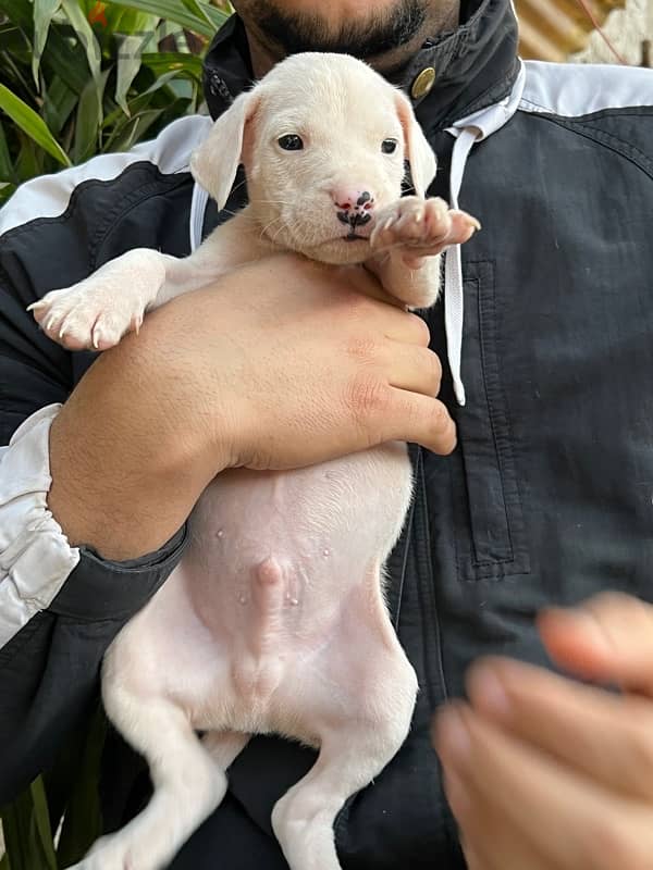 dogo argentino دوجو ارچنتينو 1