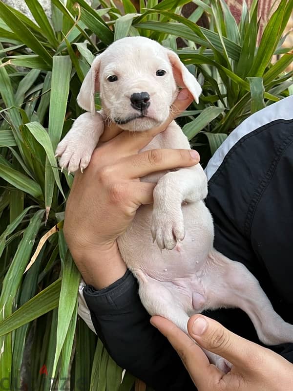 dogo argentino دوجو ارچنتينو 2