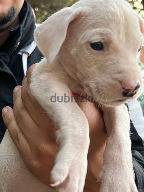 dogo argentino دوجو ارچنتينو 4