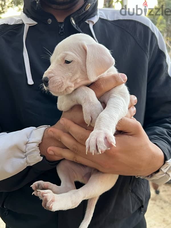 dogo argentino دوجو ارچنتينو 8