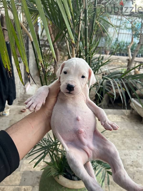 dogo argentino دوجو ارچنتينو 9