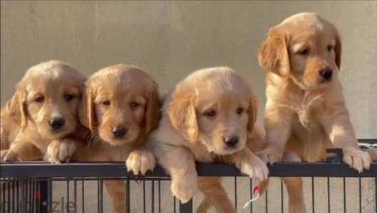 Golden Retriever Puppies جولدن ريتريفر