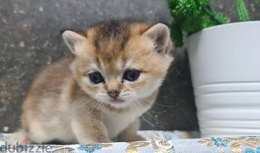 Scottish Straight Shorthair Gold